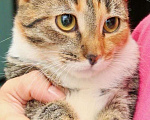 Кошки в Москве: Некрасивая кошка ищет дом и семью. В добрые руки Девочка, Бесплатно - фото 1
