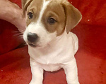 Собаки в других городах Московской области: Мальчик Джек Рассел терьера Мальчик, 55 000 руб. - фото 4