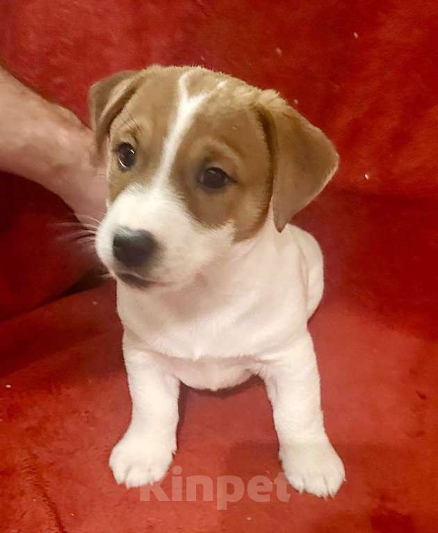 Собаки в других городах Московской области: Мальчик Джек Рассел терьера Мальчик, 55 000 руб. - фото 4