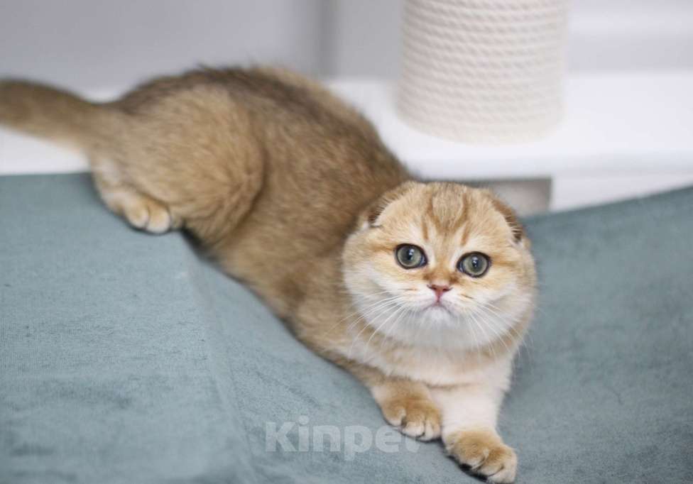 Кошки в Москве: Финкли Девочка, 65 000 руб. - фото 2