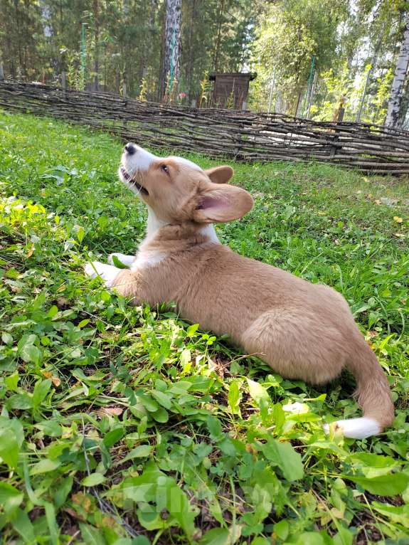 Собаки в Екатеринбурге: Щенки Корги Кардиган  Мальчик, Бесплатно - фото 4