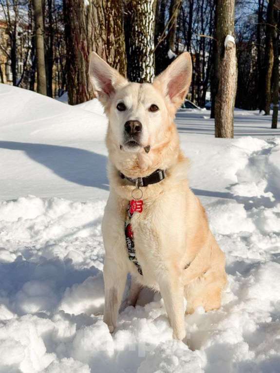 Собаки в Москве: собака Ханна ищет дом Девочка, Бесплатно - фото 3
