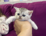 Кошки в Новосибирске: Котята британской шиншиллы Девочка, 13 000 руб. - фото 4