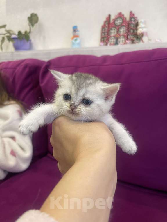 Кошки в Новосибирске: Котята британской шиншиллы Девочка, 13 000 руб. - фото 4