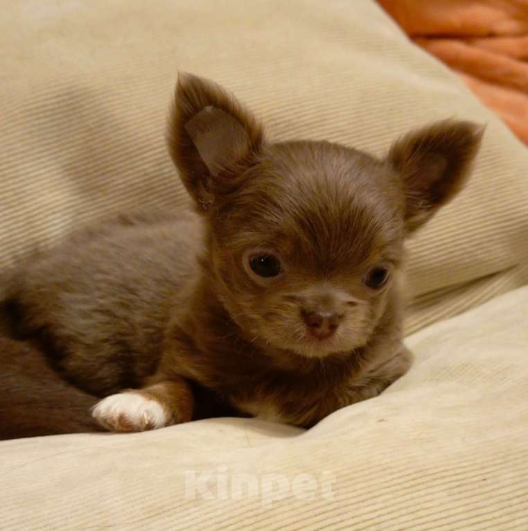 Собаки в Москве: Чихуахуа Мини Мальчик, 45 000 руб. - фото 3