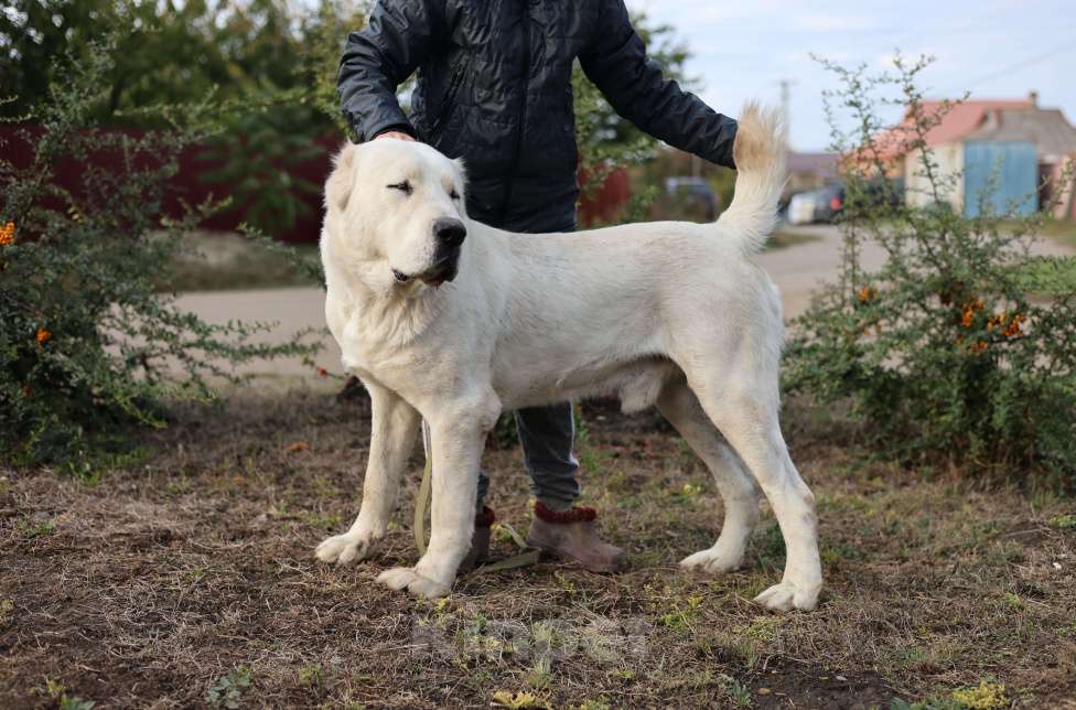 Собаки в Краснодаре: Кобель Мальчик, 25 000 руб. - фото 3
