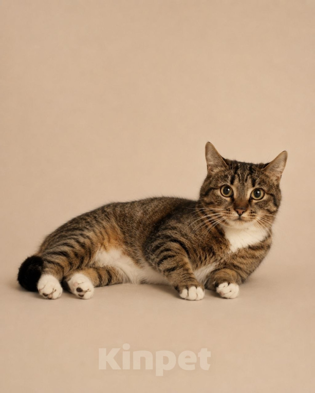 Кошки в Москве: Котёнок Шаня ищет дом Девочка, Бесплатно - фото 4