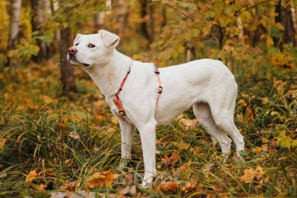 Собаки в Москве: Ума ищет дом Девочка, Бесплатно - фото 5