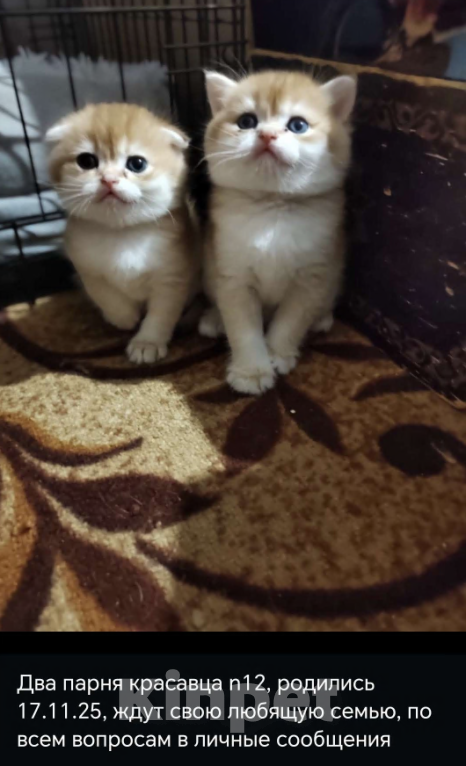 Кошки в Владивостоке: Шотландский золотой фолд Мальчик, 50 000 руб. - фото 1