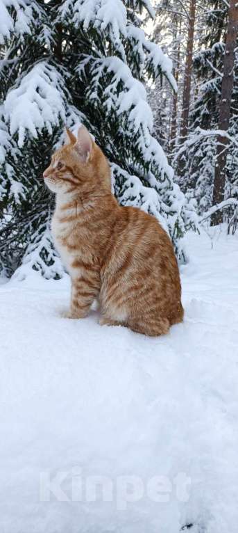 Кошки в Москве: Котята курильчата Мальчик, 35 000 руб. - фото 2