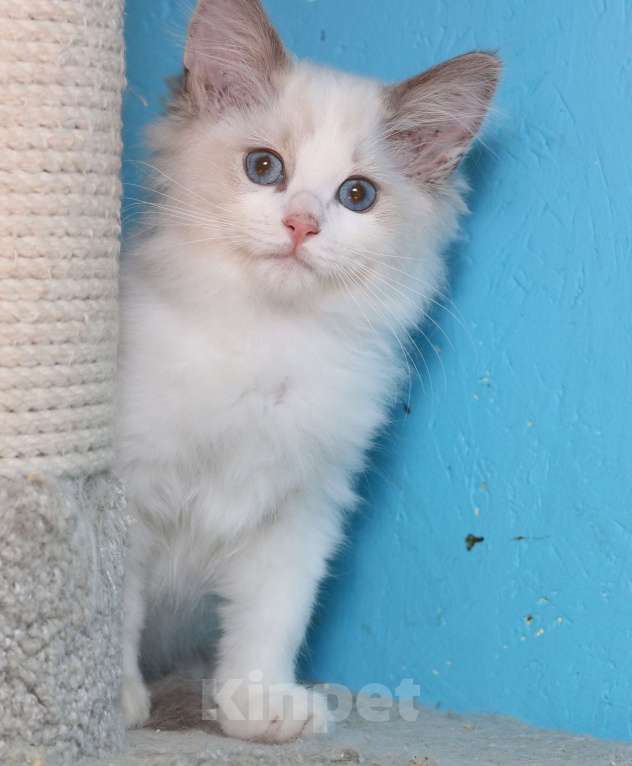 Кошки в Санкт-Петербурге: Рэгдолл Мальчик, 50 000 руб. - фото 5