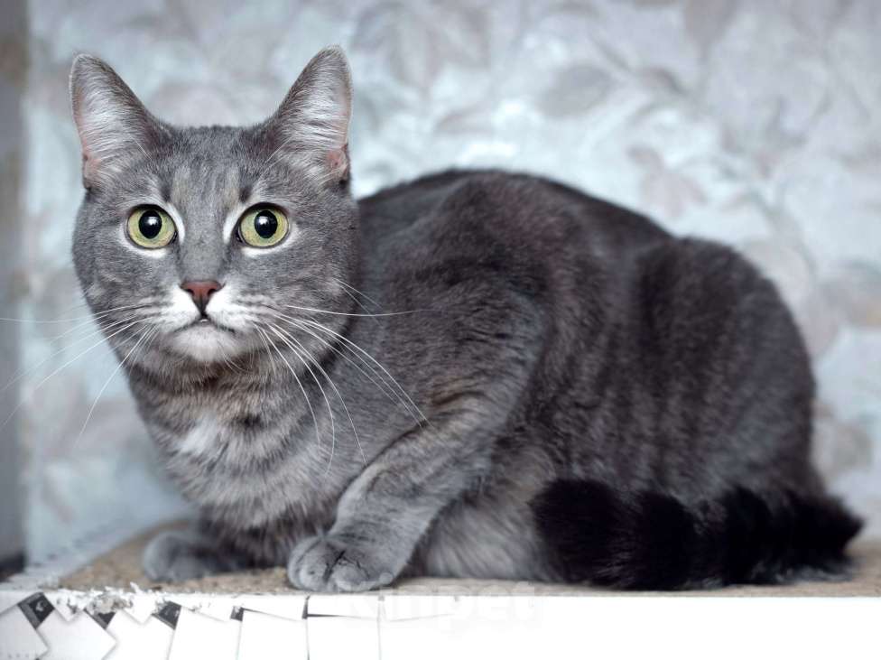 Кошки в Москве: Голубая кошка Мася в добрые руки Девочка, 10 руб. - фото 2