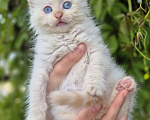 Кошки в Пензе: Котёнок мальчик ищет заботливую семью Мальчик, 2 000 руб. - фото 3