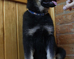 Собаки в Севастополе: щенок восточноевропейской овчарки Мальчик, 50 000 руб. - фото 1