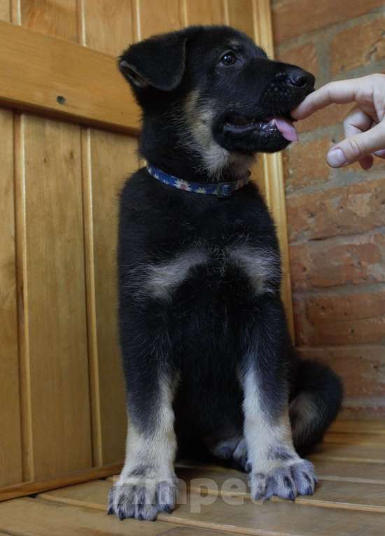 Собаки в Севастополе: щенок восточноевропейской овчарки Мальчик, 50 000 руб. - фото 1