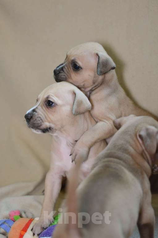 Собаки в Санкт-Петербурге: Продаем Девочка, 29 000 руб. - фото 5