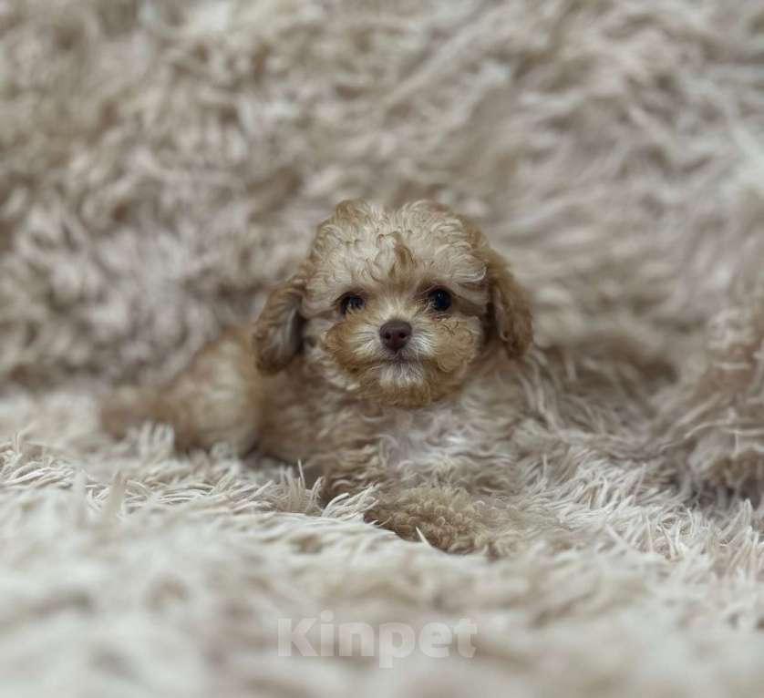 Собаки в Красноярске: Тикап, пудели Китай. Девочка, 130 000 руб. - фото 4