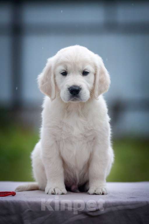 Собаки в Москве: Щенок золотистого ретривера  Мальчик, 75 000 руб. - фото 5