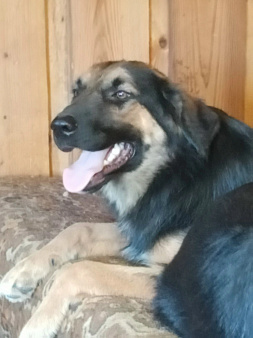 Хороший мальчик Феррис ищет дом