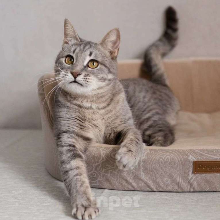 Кошки в Москве: Венеция вернется в жуткую квартиру Девочка, Бесплатно - фото 5