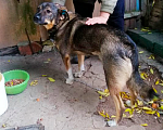 Собаки в Долгопрудном: Молодая собака ищет новый дом! Девочка, Бесплатно - фото 2
