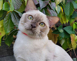 Кошки в Москве: Бурманский котенок Мальчик, 50 000 руб. - фото 1