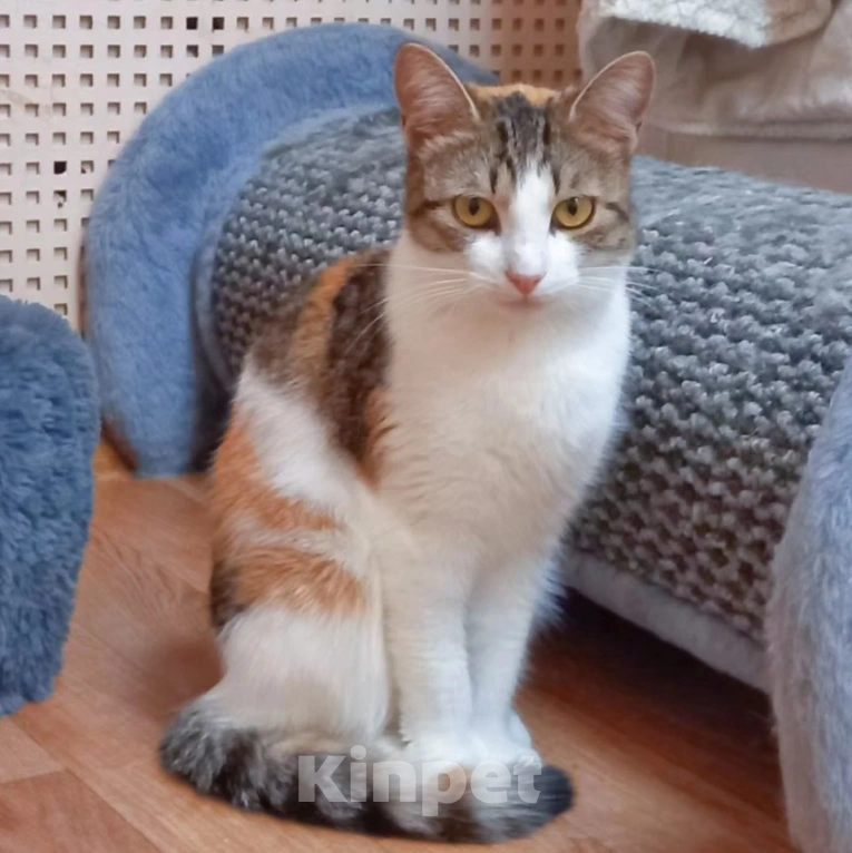 Кошки в Москве: Трехцветная ласковая Мила очень хочет домой Девочка, Бесплатно - фото 3