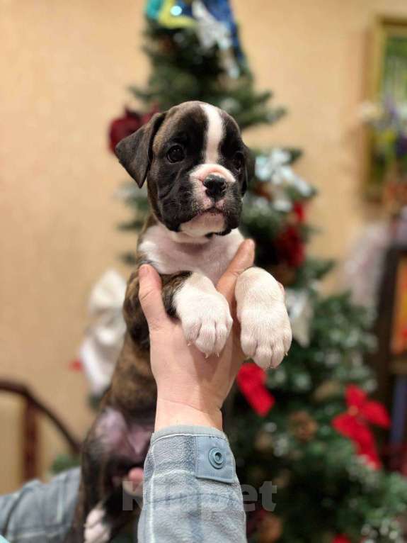 Собаки в Москве: Боксер щенок девочка  Девочка, 65 000 руб. - фото 2