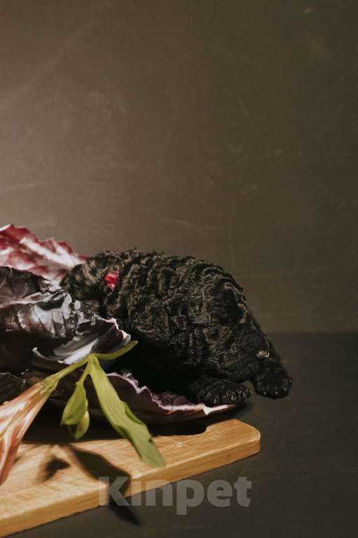 Собаки в Москве: EKHIDNA Испанская Водяная собака Девочка, 180 000 руб. - фото 3