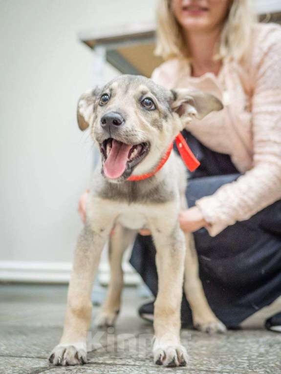 Собаки в Москве: Фиби - маленькая взрывная хулиганка Девочка, 1 руб. - фото 2