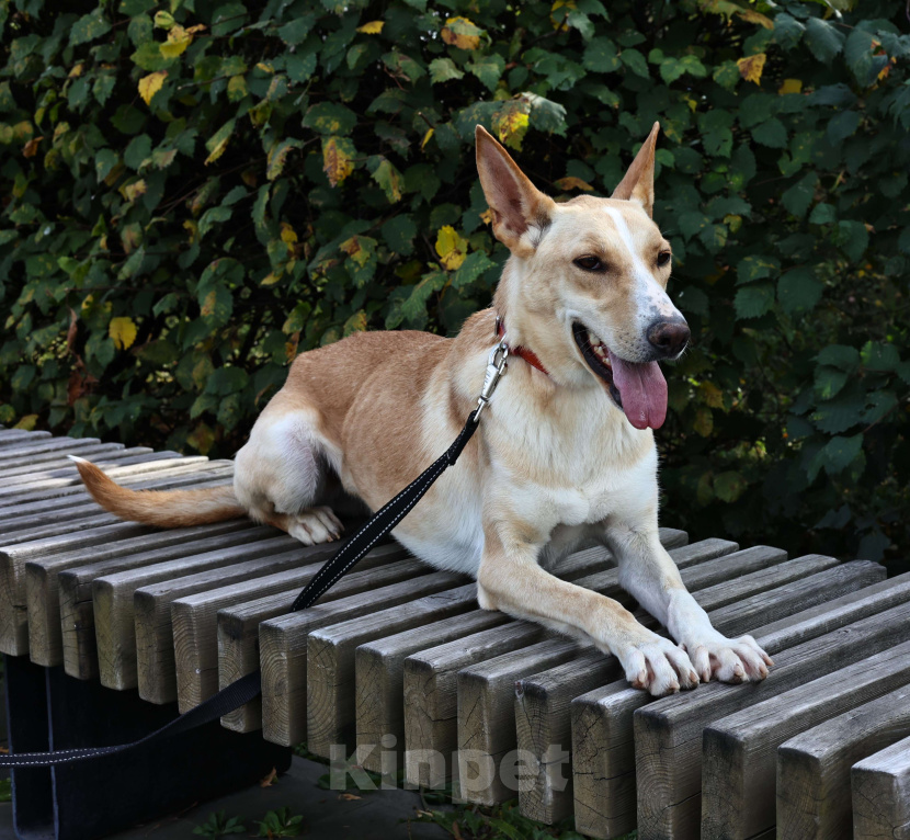 Собаки в Москве: Собака в добрые руки бесплатно Москва Девочка, Бесплатно - фото 2