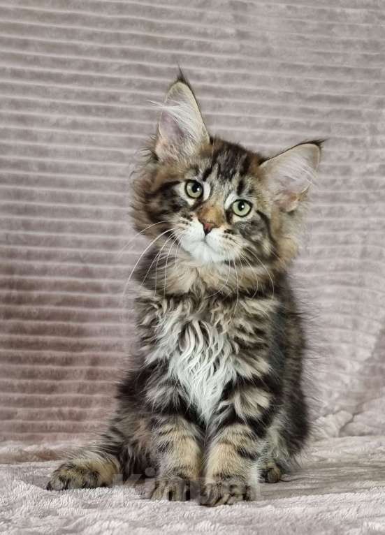 Кошки в Москве: Девочка мраморного окраса Девочка, 60 000 руб. - фото 4