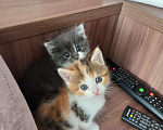 Кошки в Перми: Ласковые, игривые котята Девочка, 5 руб. - фото 1