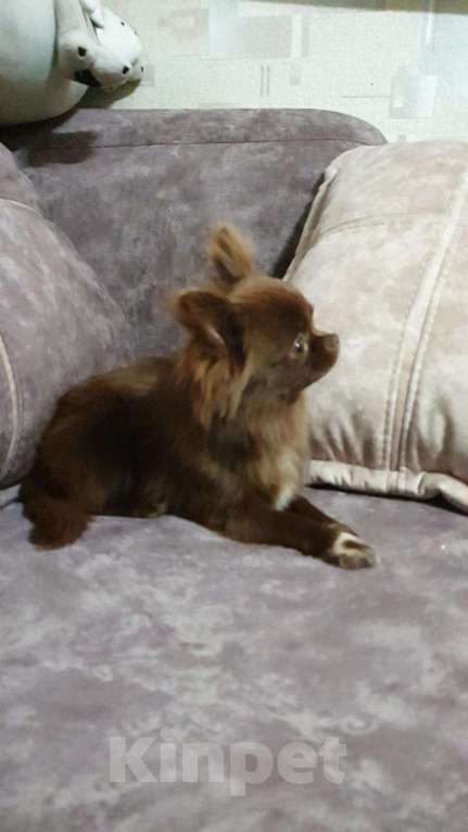 Собаки в Прохладном: &quot;Шоколадный заяц&quot; ВЯЗКА, 5 000 руб. - фото 1