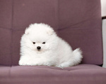 Собаки в Новосибирске: Щенок померанского шпица Мальчик, 50 000 руб. - фото 4