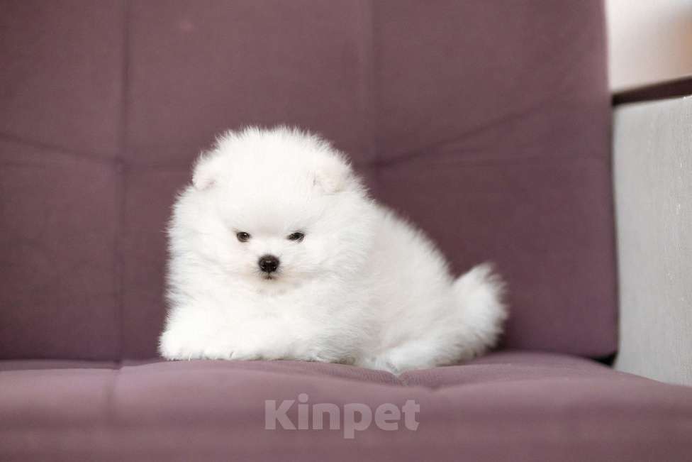 Собаки в Новосибирске: Щенок померанского шпица Мальчик, 50 000 руб. - фото 4