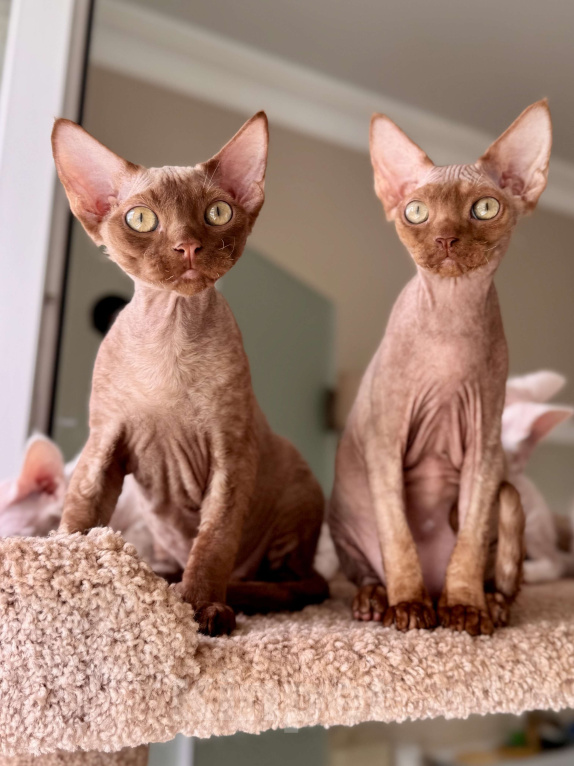 Кошки в Москве: Мальчик шоколадный Quick  Мальчик, 50 000 руб. - фото 2