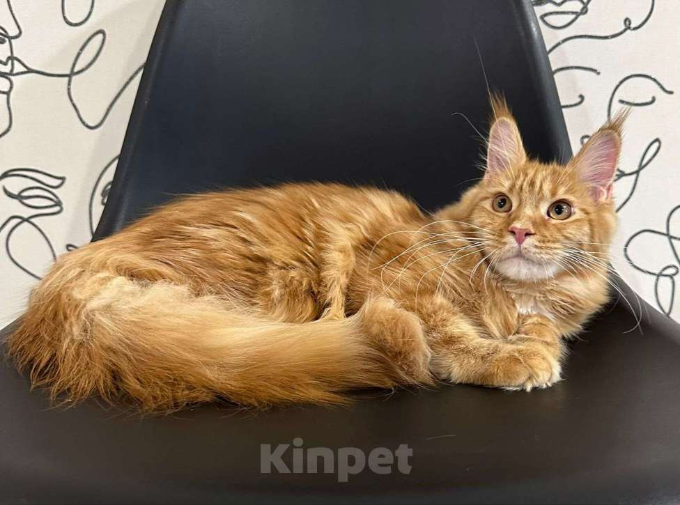 Кошки в Нижнем Новгороде: Котенок породы Мейн-кун Мальчик, Бесплатно - фото 1