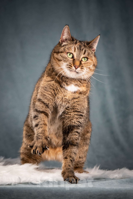 Кошки в Клине: Ласкуша — кошка-обнимашка Девочка, Бесплатно - фото 4