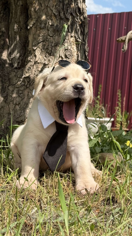 Собаки в Черногорске: Подрощенный мальчик Лабрадора Мальчик, 60 000 руб. - фото 5