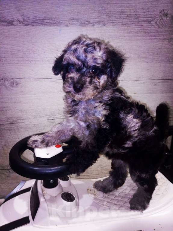 Собаки в Брянске: Шикарные щенки той пуделя🥰 Девочка, 40 000 руб. - фото 7