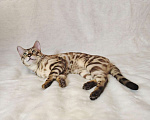 Кошки в Москве: Бенгальский котик  Мальчик, Бесплатно - фото 5