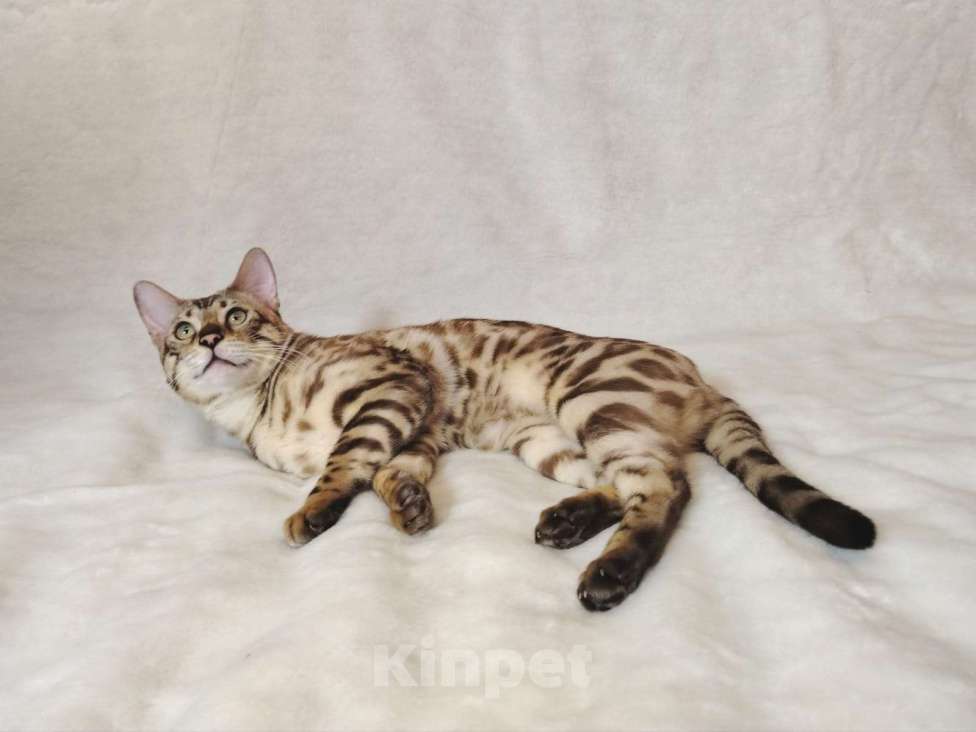 Кошки в Москве: Бенгальский котик  Мальчик, Бесплатно - фото 5