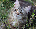 Кошки в Челябинске: Адонис Знатный зверь Мальчик, Бесплатно - фото 1
