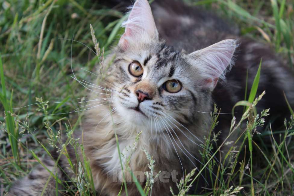 Кошки в Челябинске: Адонис Знатный зверь Мальчик, Бесплатно - фото 1