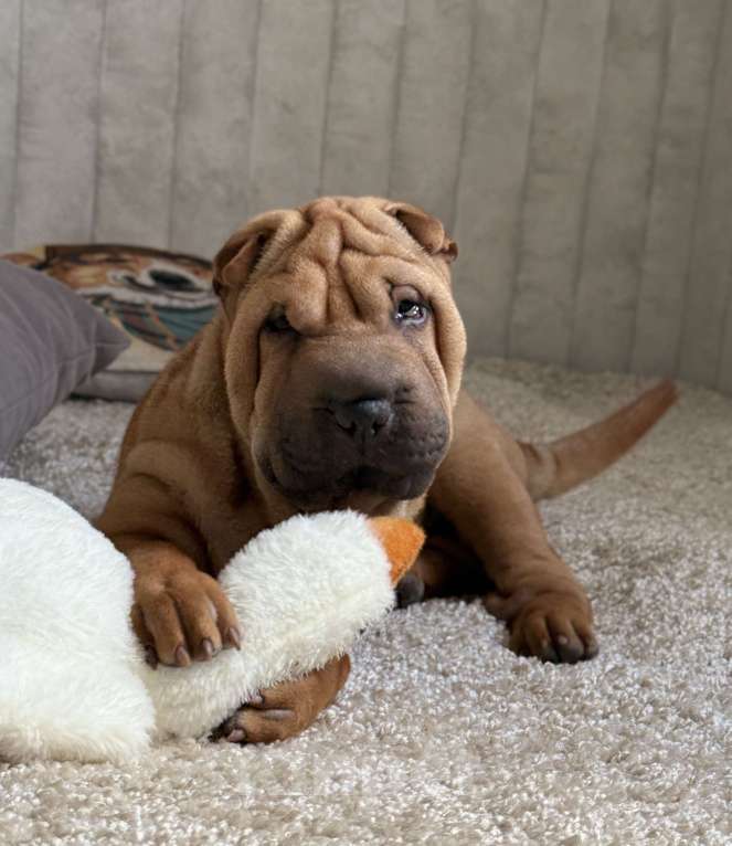 Собаки в Краснодаре: Щенок шар-пея Девочка, 25 000 руб. - фото 4