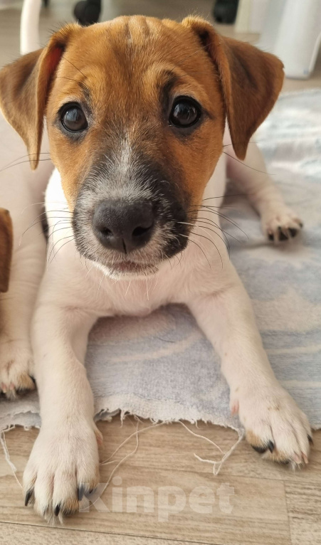 Собаки в Хабаровске: Перспективна для выставок.  Также будет прекрасным домашним любимцем. Имеет отличный темпера Девочка, 35 000 руб. - фото 4