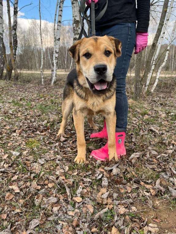 Собаки в Москве: Валли, добро с хвостиком Мальчик, Бесплатно - фото 3