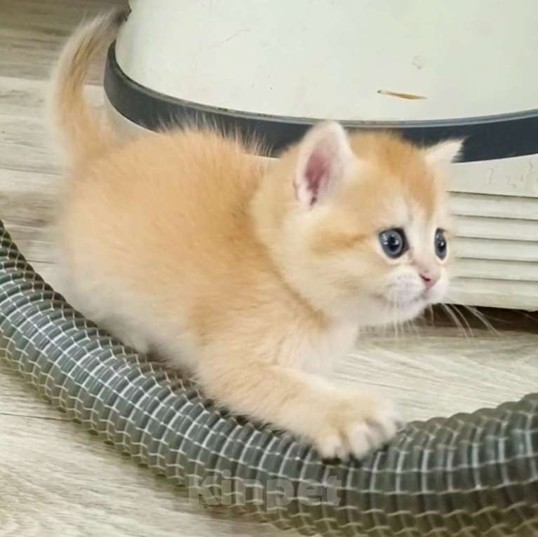 Кошки в Новосибирске: Британские котята золотая шиншилла  Мальчик, 25 000 руб. - фото 8