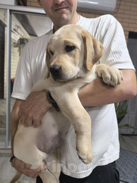 Собаки в Краснодаре: Щенки лабрадора с документами РКФ Мальчик, 30 000 руб. - фото 3
